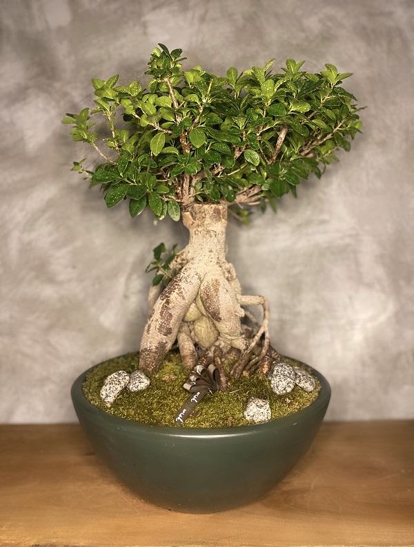bonsai ağacı bakımı