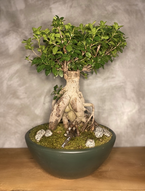 Bonsai Ağacı Bakımı, Sulaması ve Çoğaltması