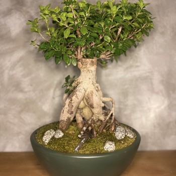 Bonsai Ağacı Bakımı, Sulaması ve Çoğaltması