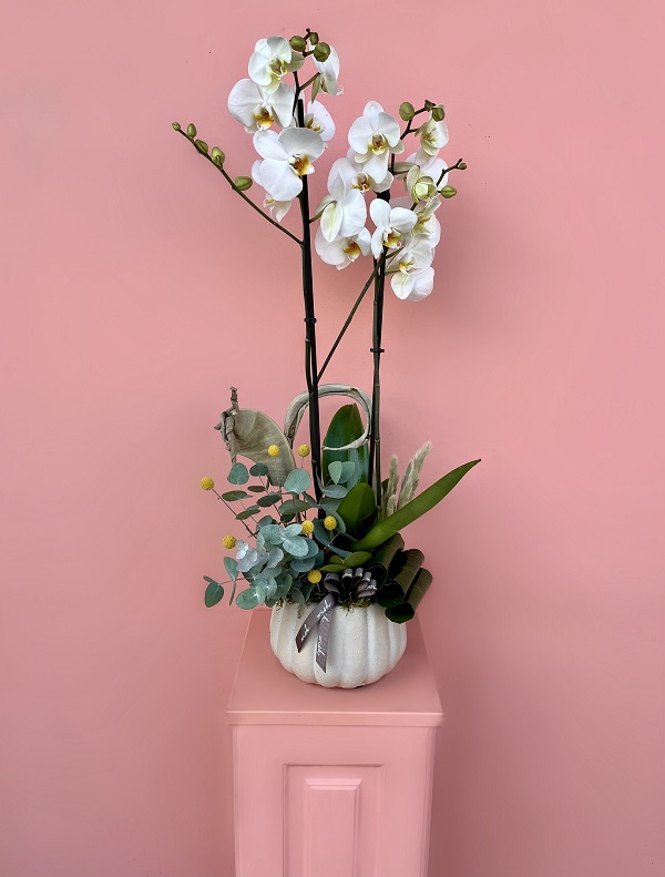 Gece Havayı Temizleyen Çiçekler