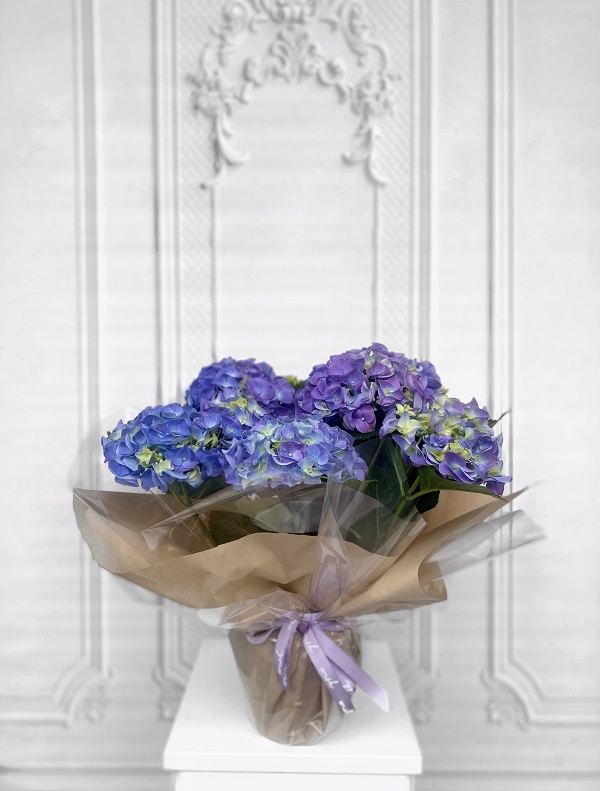 Mavi Ortanca Bakımı Nasıl Yapılır?