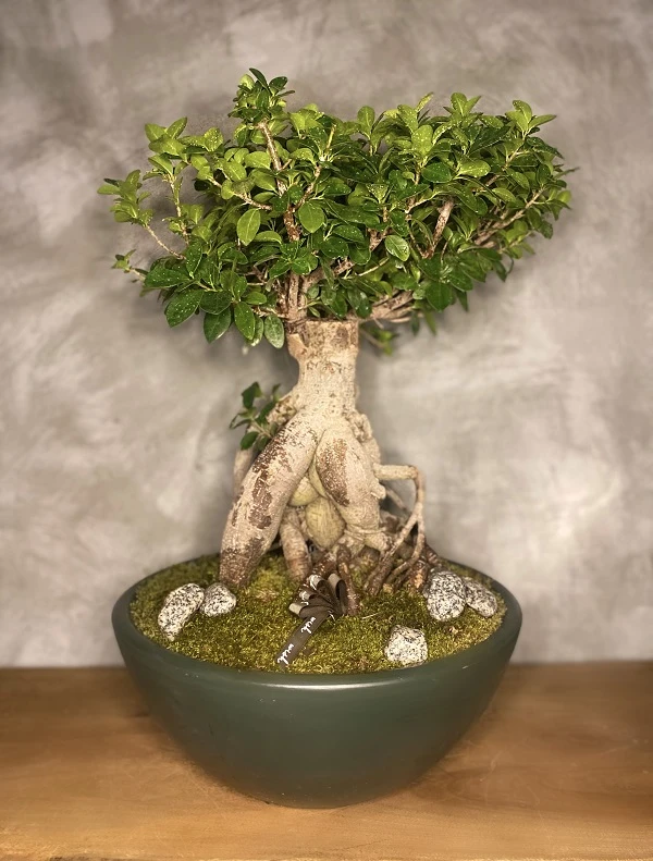 Bonsai Ağacı Bakımı, Sulaması ve Çoğaltması