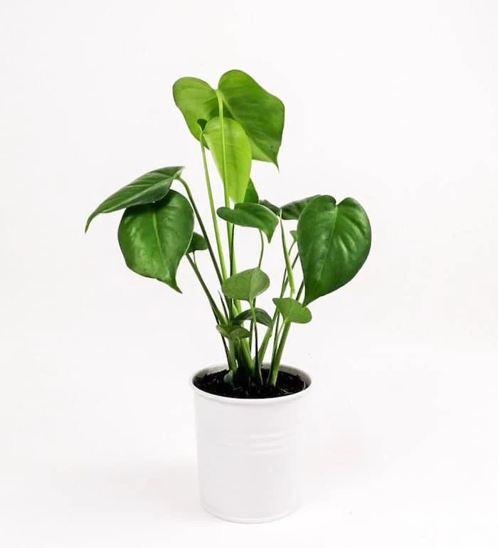 Deve Tabanı Bakımı