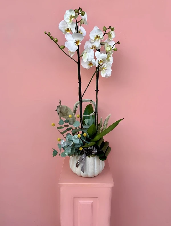 Gece Havayı Temizleyen Çiçekler