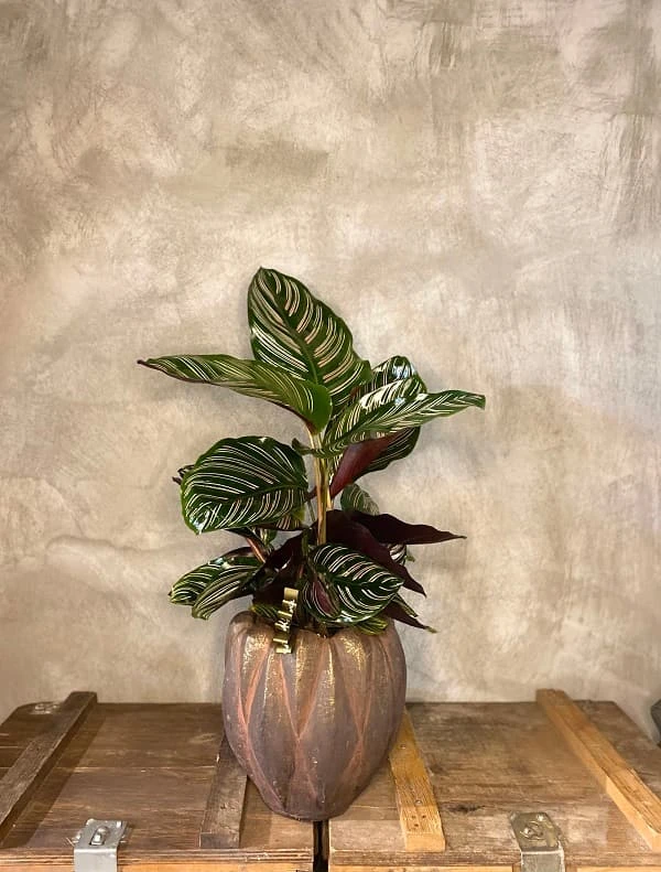 Güneş Sevmeyen Çiçekler