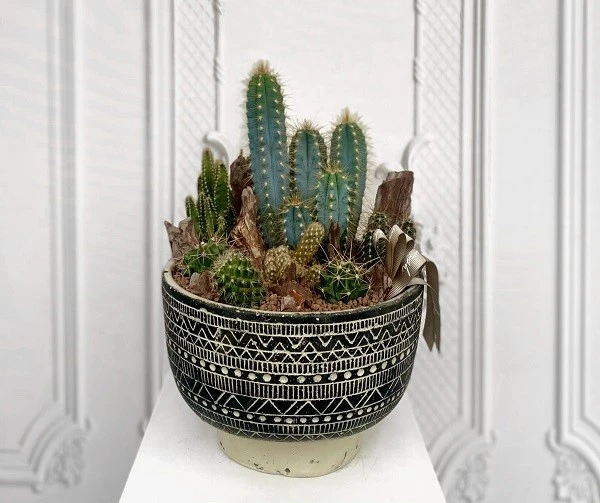 Kaktüs Bakımı Nasıl Yapılır? Kaktüs Sulaması ve Çoğaltılması