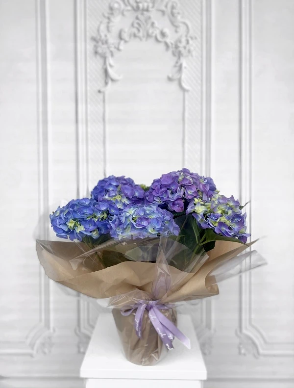 Mavi Ortanca Bakımı Nasıl Yapılır?