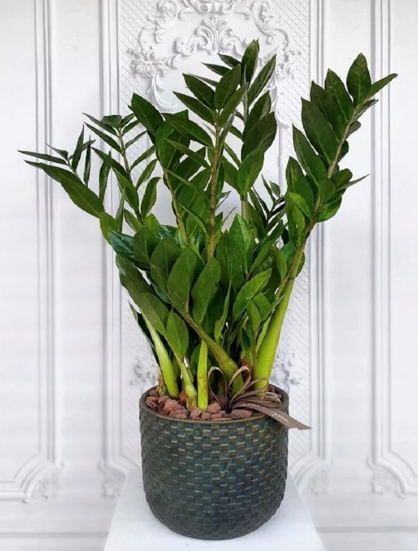 Salon Çiçekleri Bakımı Ve Çoğaltılması