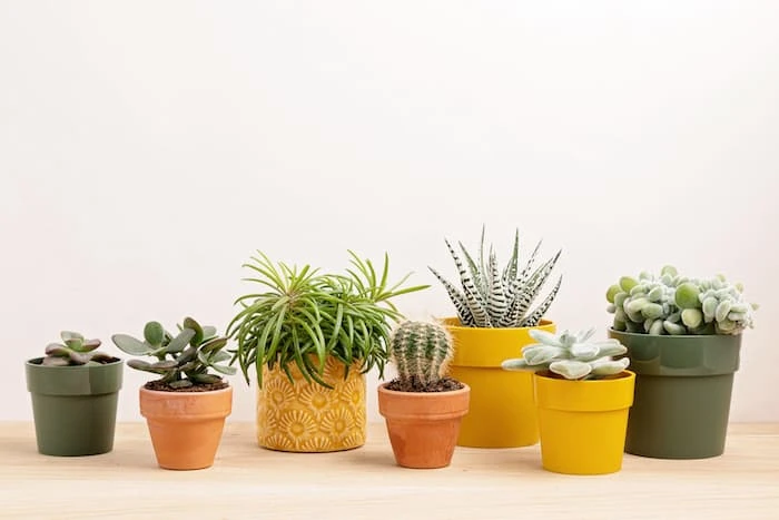 Sukulent Çiçeği Bakımı