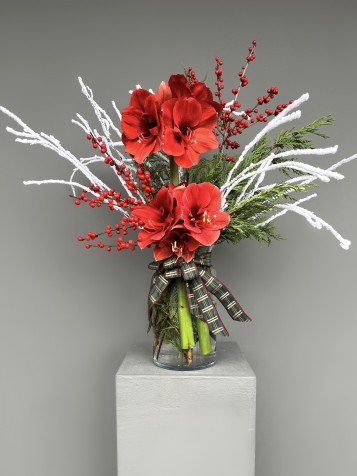 Cam Vazoda Amaryllis Ve Ilex Dalları