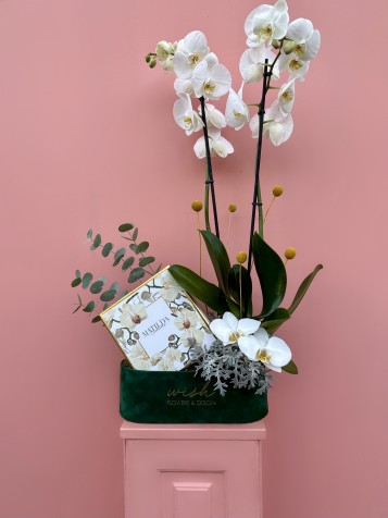 Yeşil Kadife Kutuda Makaron Ve Beyaz Orkide