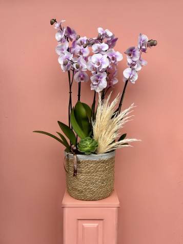 Sepette Özel İki Renkli Orkide