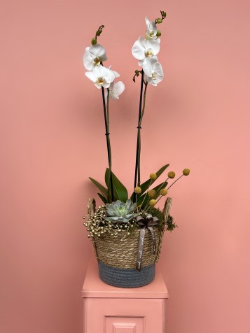Sepette Beyaz Orkide