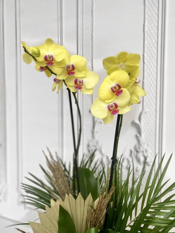 Özel Tür Yellow Miraflore Sarı Orkide