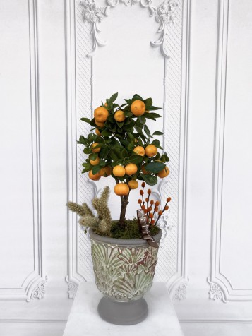 Mini Mandalina Ağacı