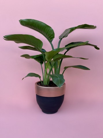 Strelitzia Nicolai - Starliçe Ağacı