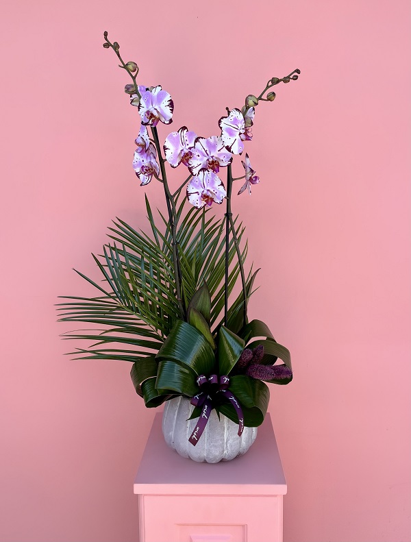 Özel Tür Magic Art Orkide