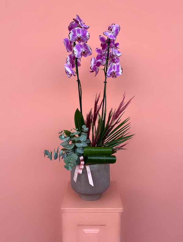 Özel Tür Magic Art Orkide