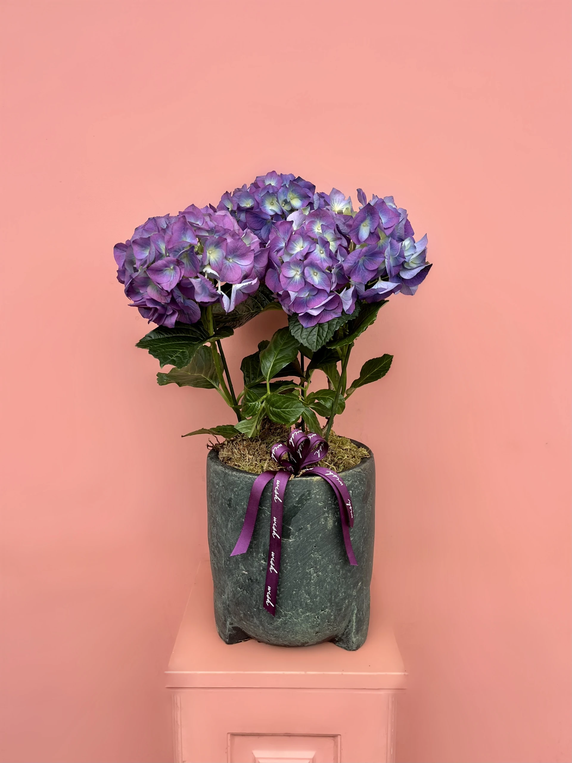 Taş Vazoda Mor Ortanca