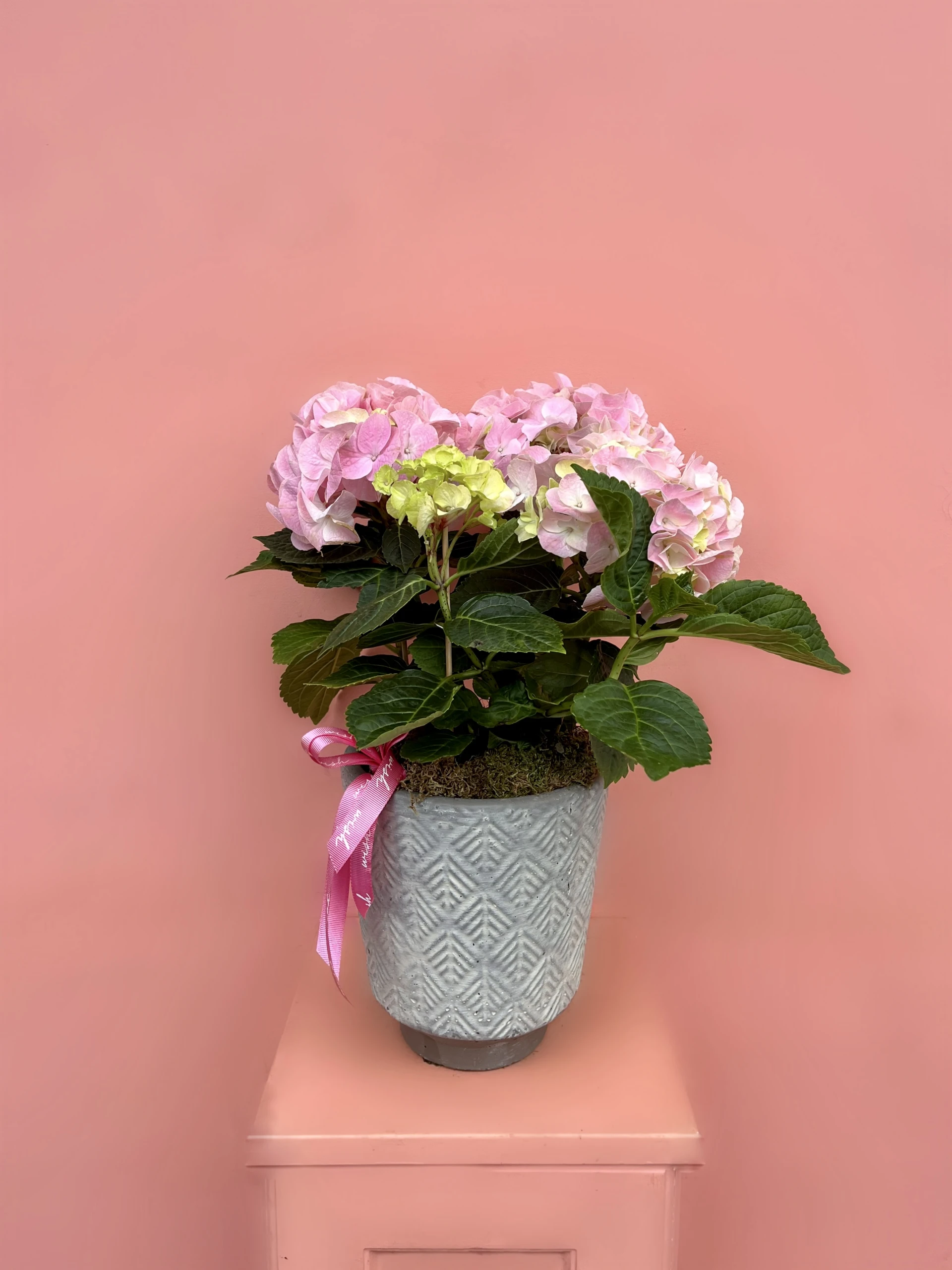 Taş Vazo İçerisinde Pembe Ortanca