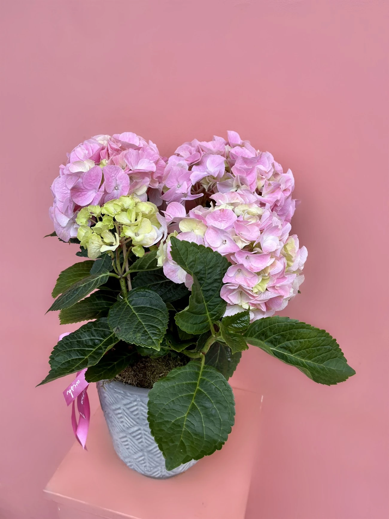 Taş Vazo İçerisinde Pembe Ortanca