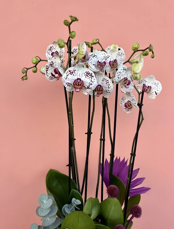 Özel Tür Orkide Bahçesi