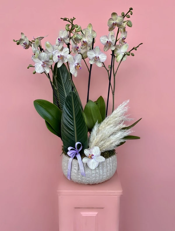 Özel Tür Orkide Bahçesi