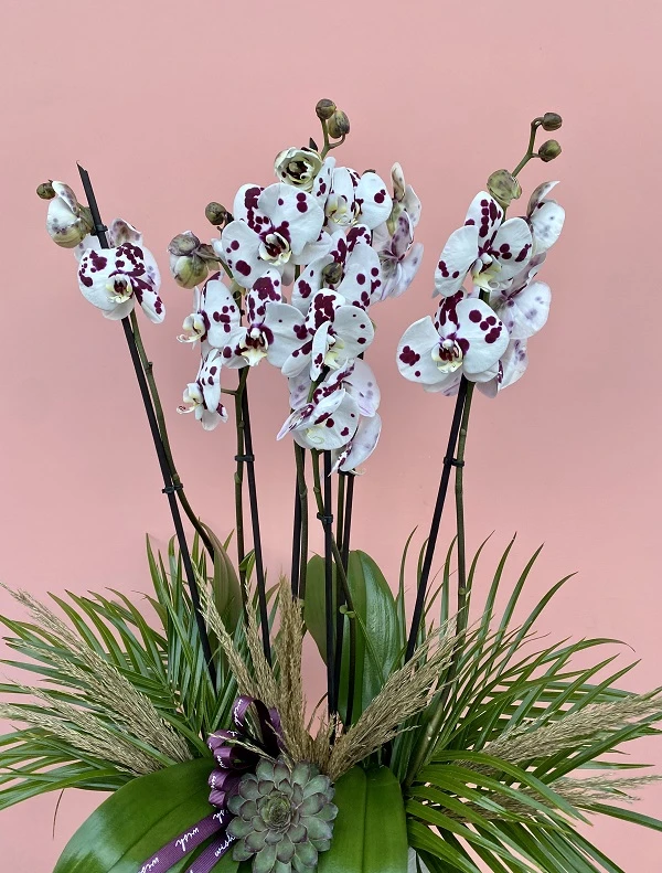 Özel Tür Panda Benekli Orkide Bahçesi