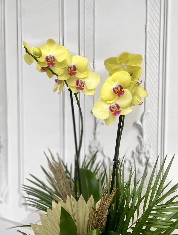 Özel Tür Yellow Miraflore Sarı Orkide